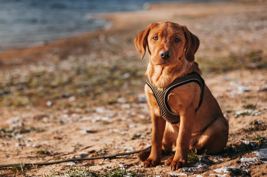 labrador, dog, mammal-8128379.jpg